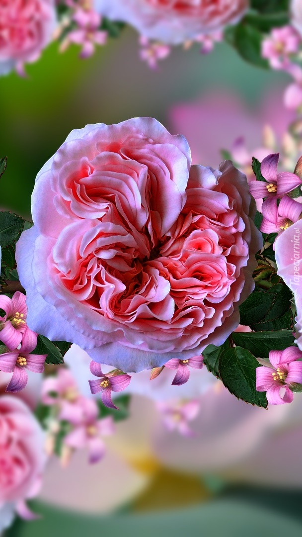Rozwinięta różowa róża w 2D