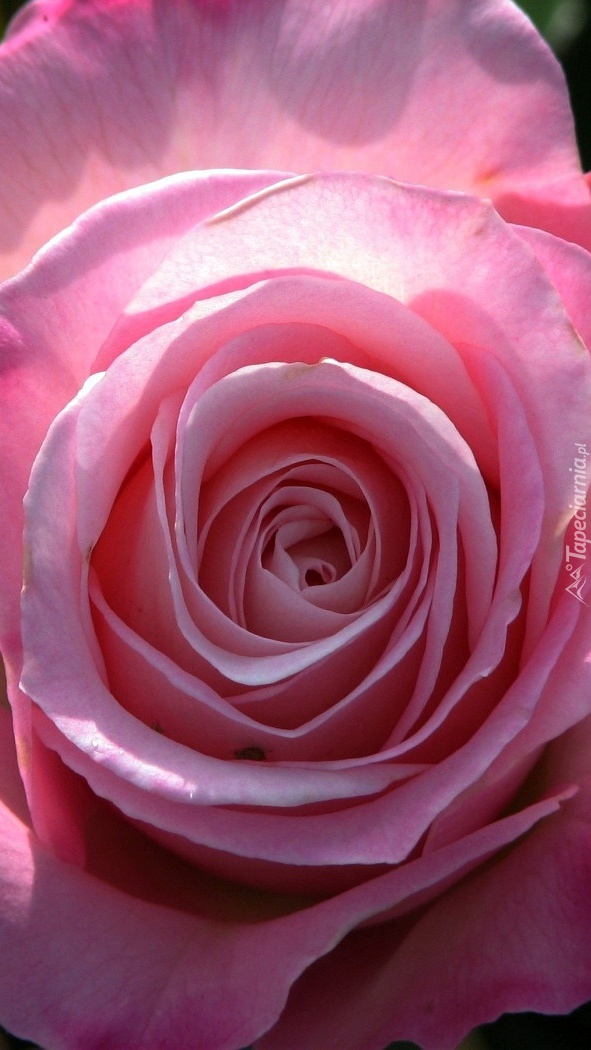 Rozwinięta różowa róża