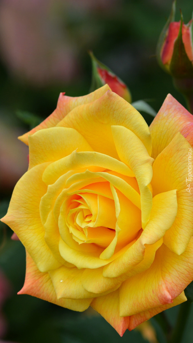 Rozwinięta żółta róża