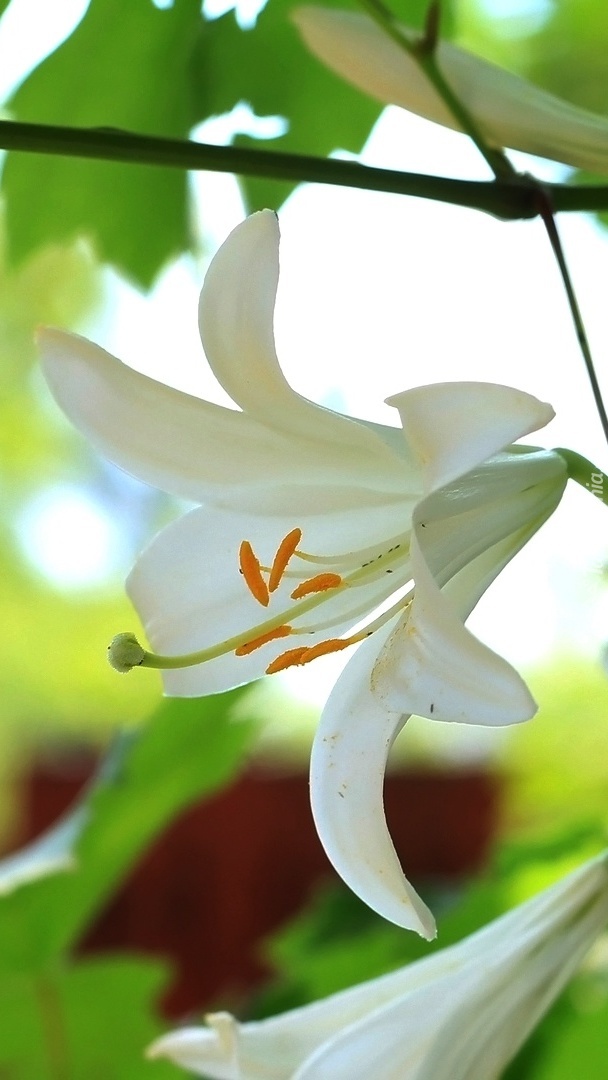 Rozwinięte białe kwiaty lilii