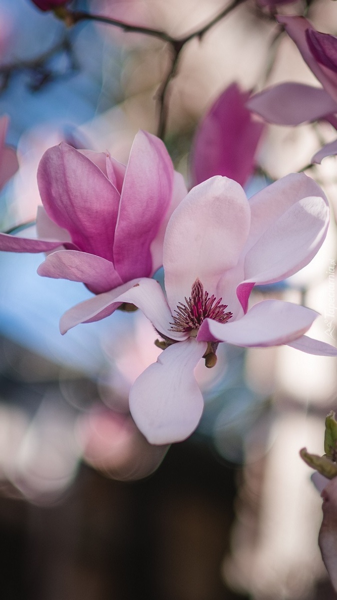 Rozwinięte bladoróżowe magnolie