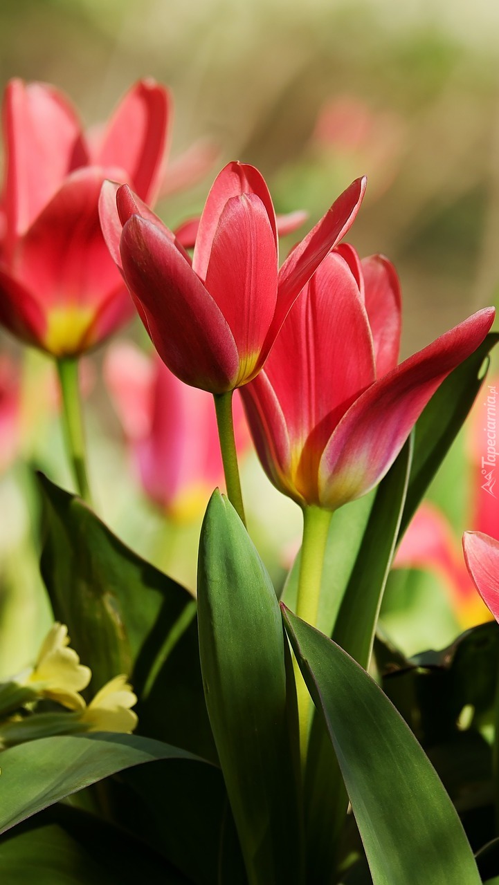 Rozwinięte czerwone tulipany