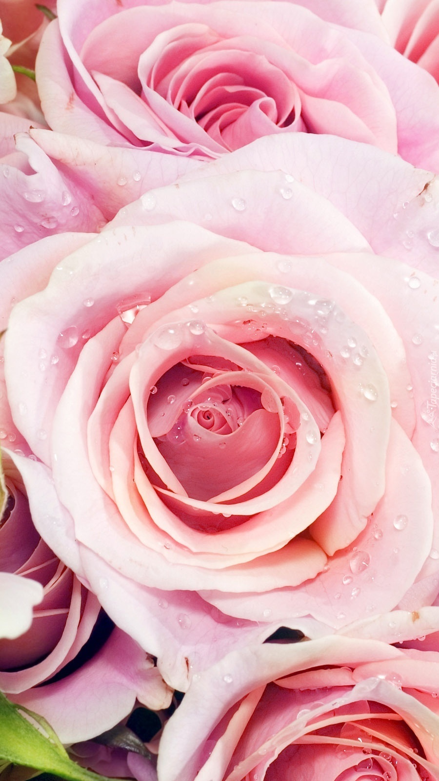Rozwinięte różowe róże w kroplach rosy