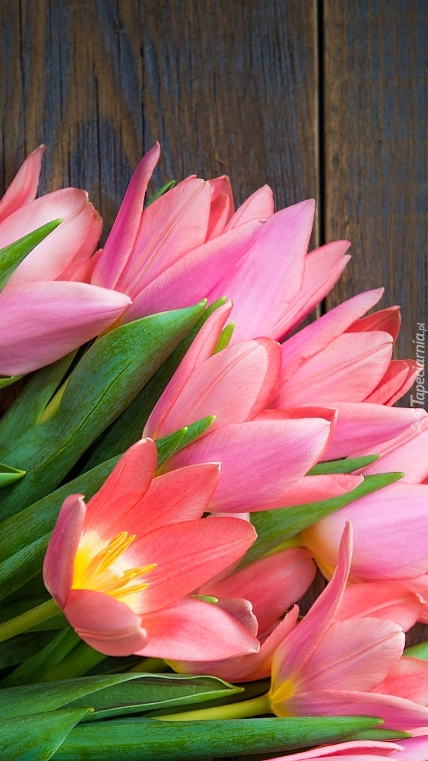 Rozwinięte różowe tulipany