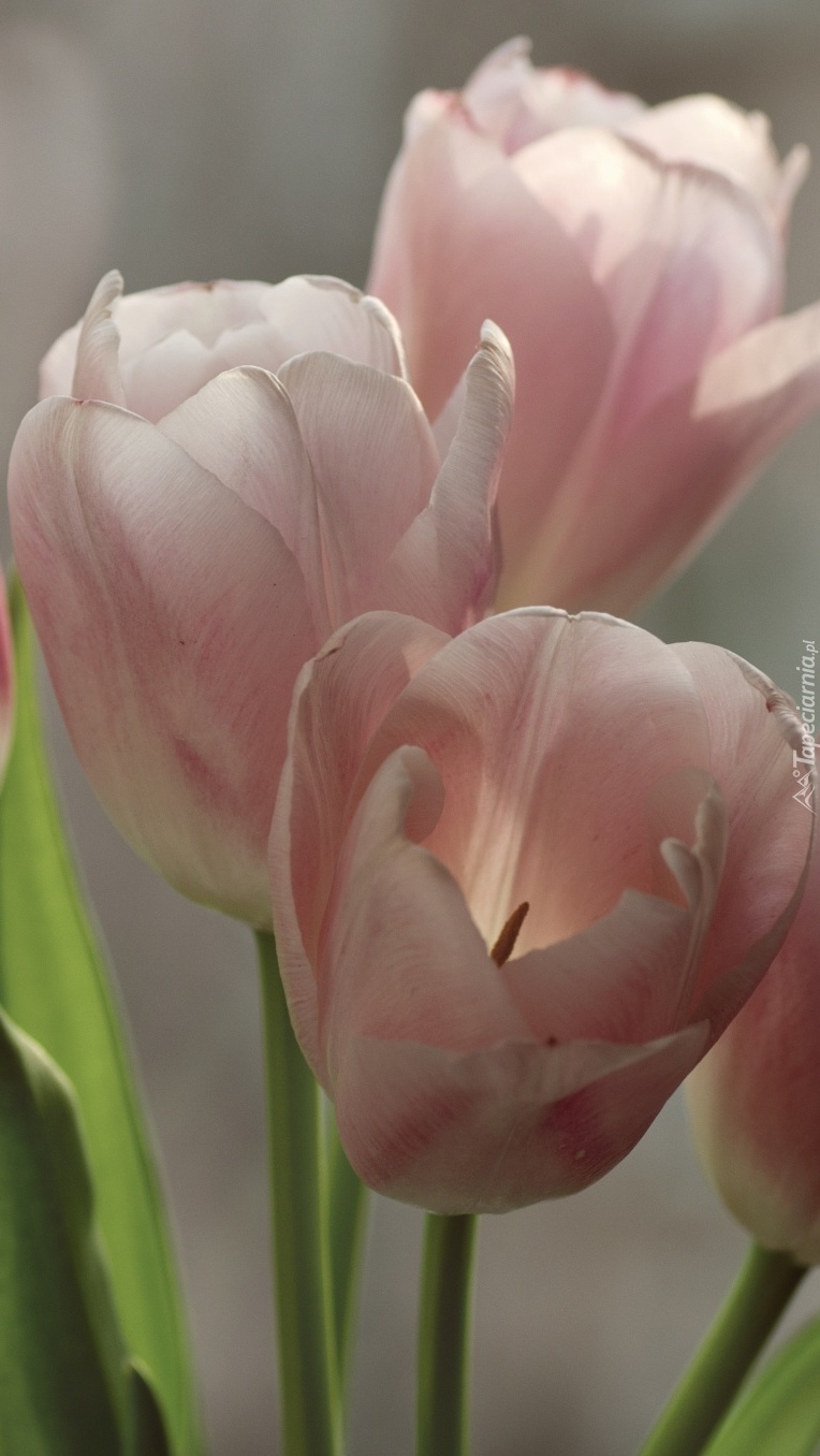 Rozwinięte tulipany