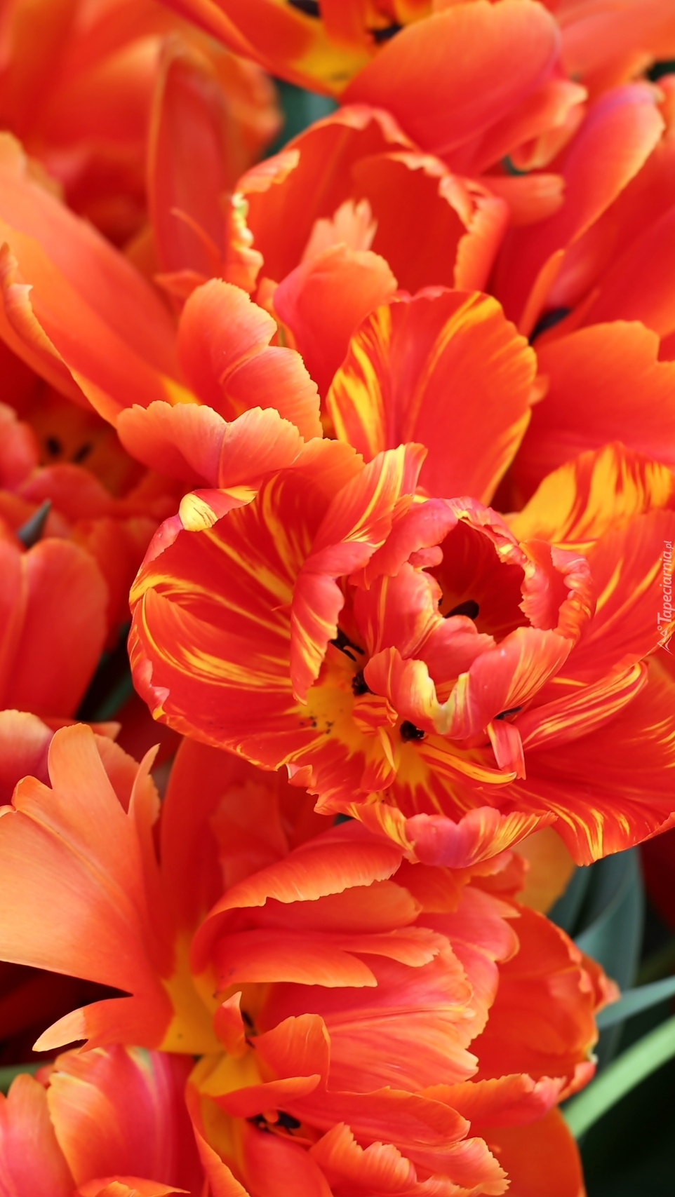 Rozwinięte tulipany