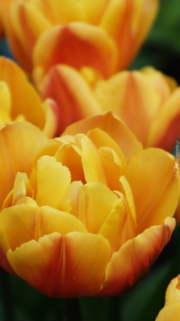 Rozwinięte żółte tulipany