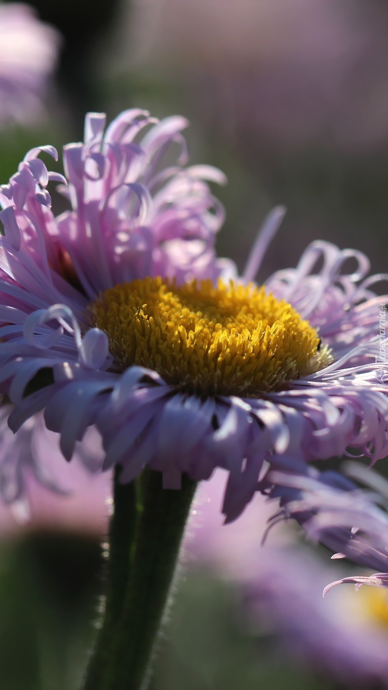 Rozwinięty aster