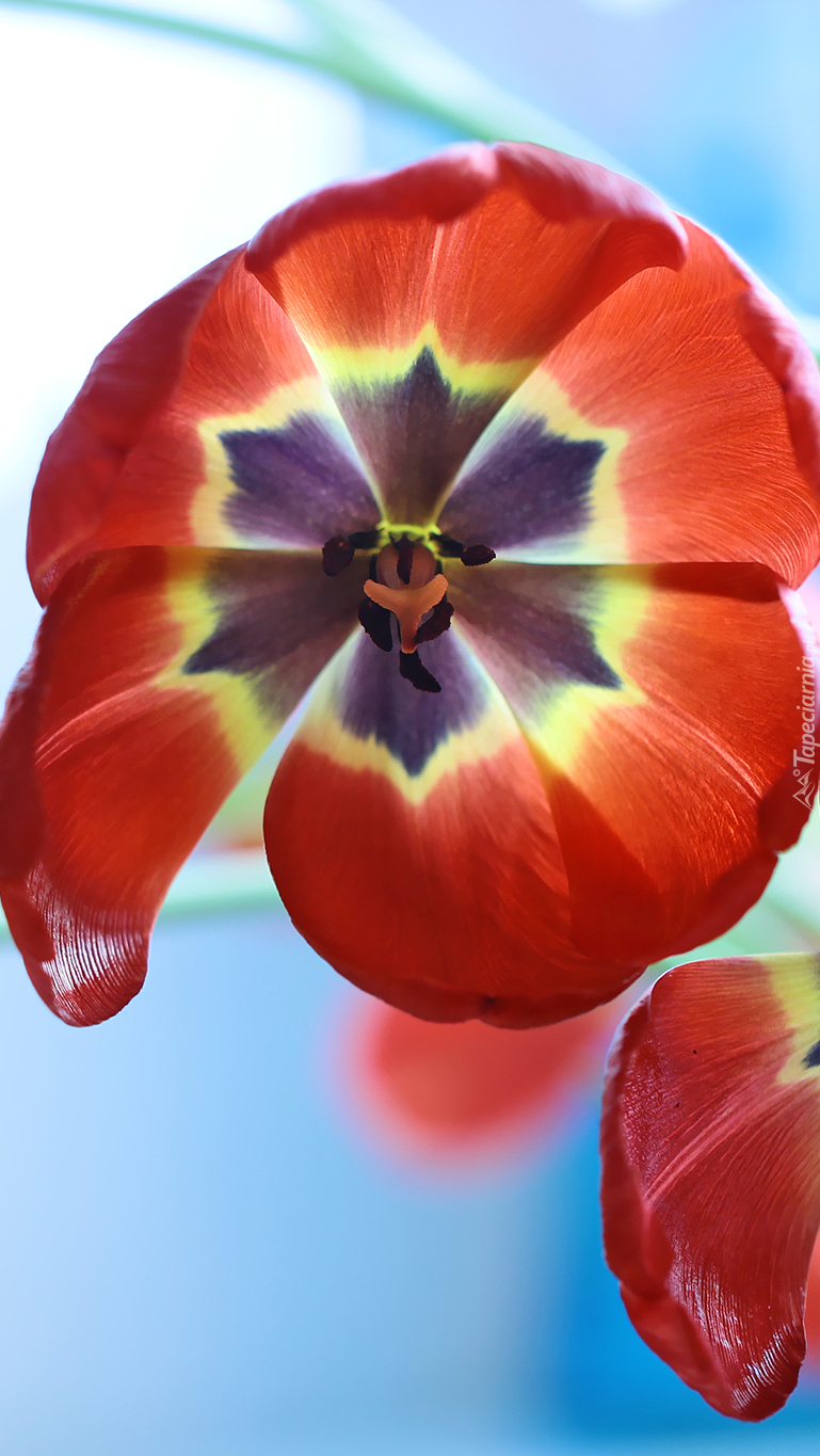 Rozwinięty czerwony tulipan