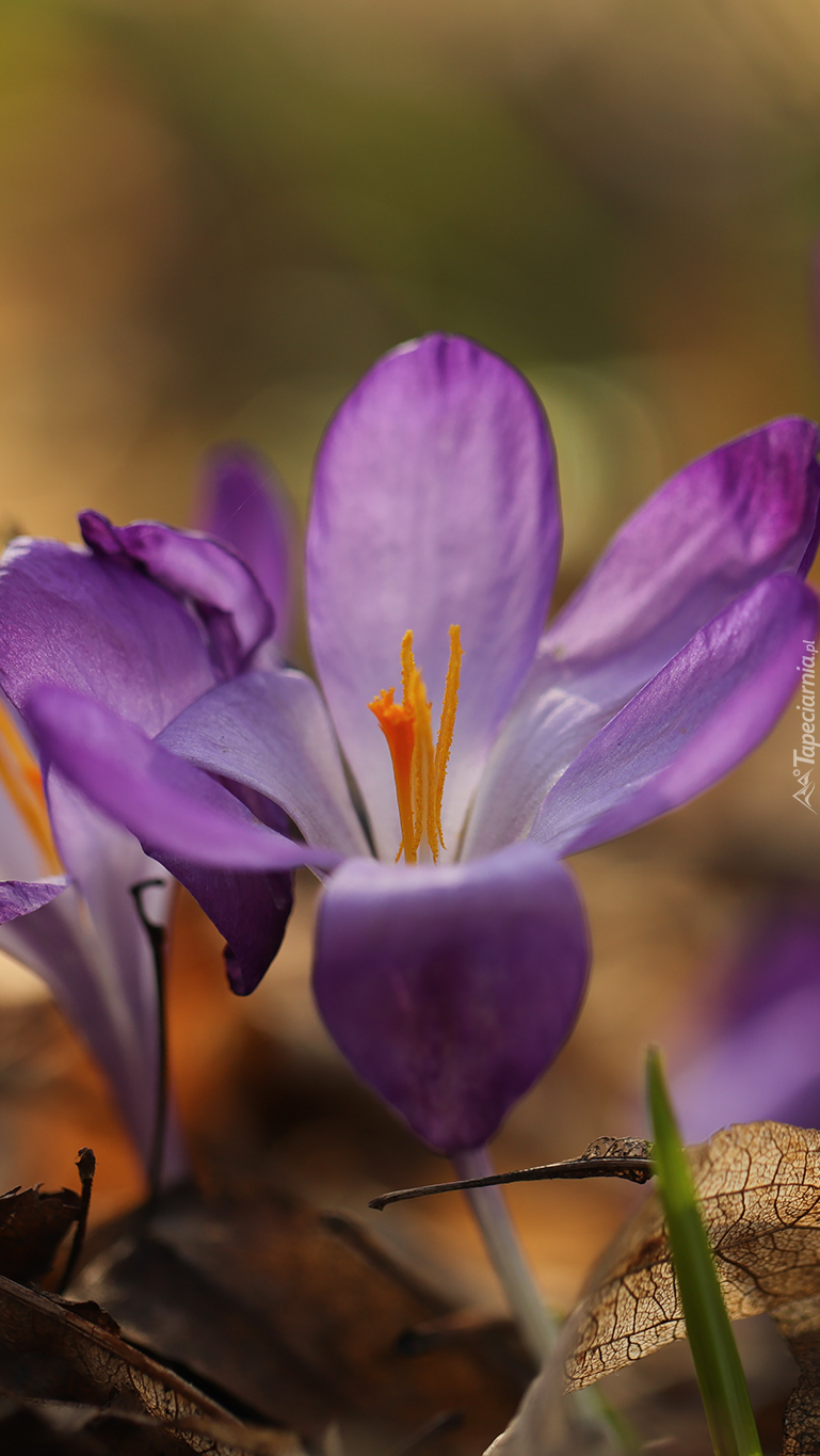 Rozwinięty krokus