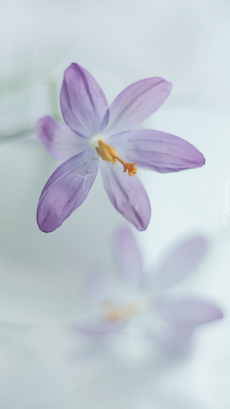 Rozwinięty liliowy krokus