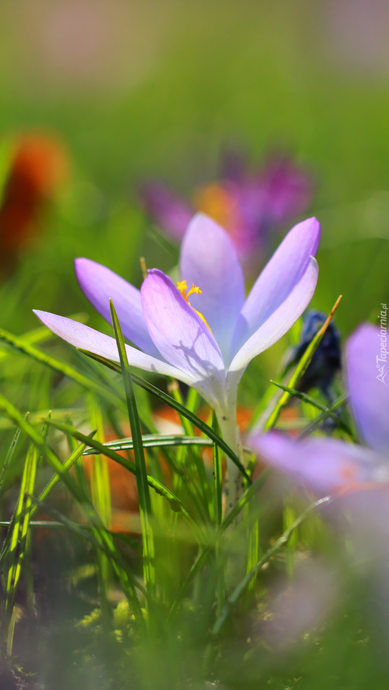 Rozwinięty liliowy krokus