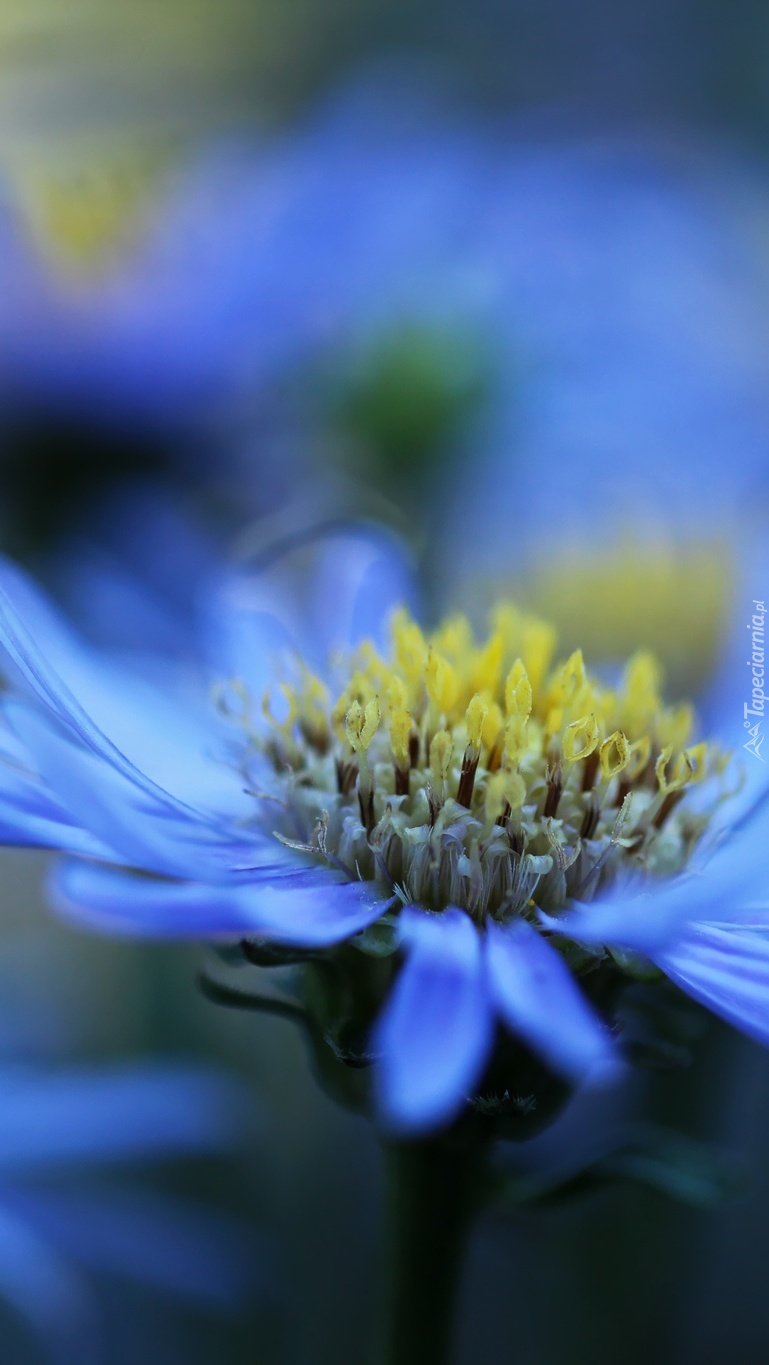 Rozwinięty niebieski aster