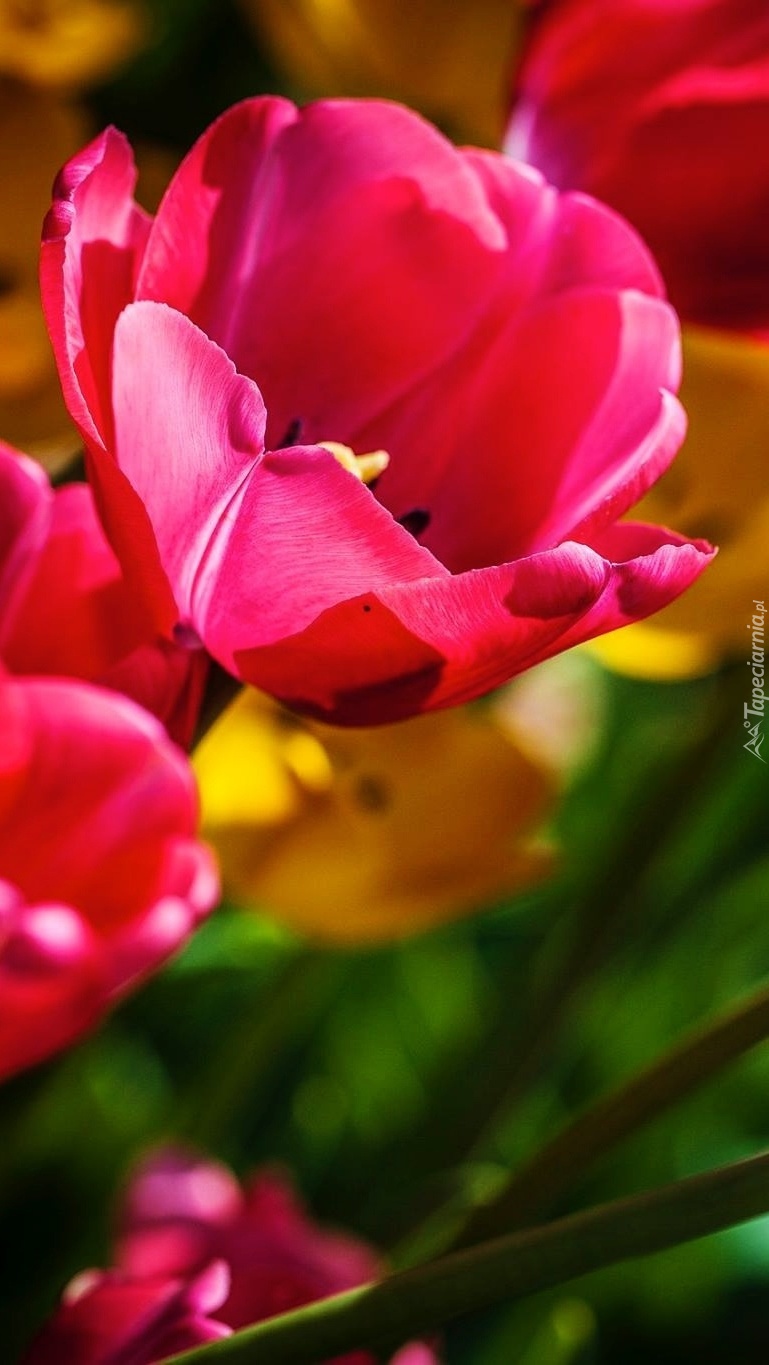 Rozwinięty różowy tulipan z bukietu