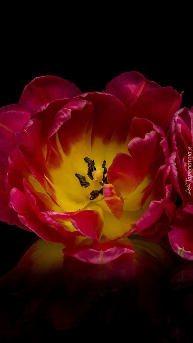 Rozwinięty tulipan