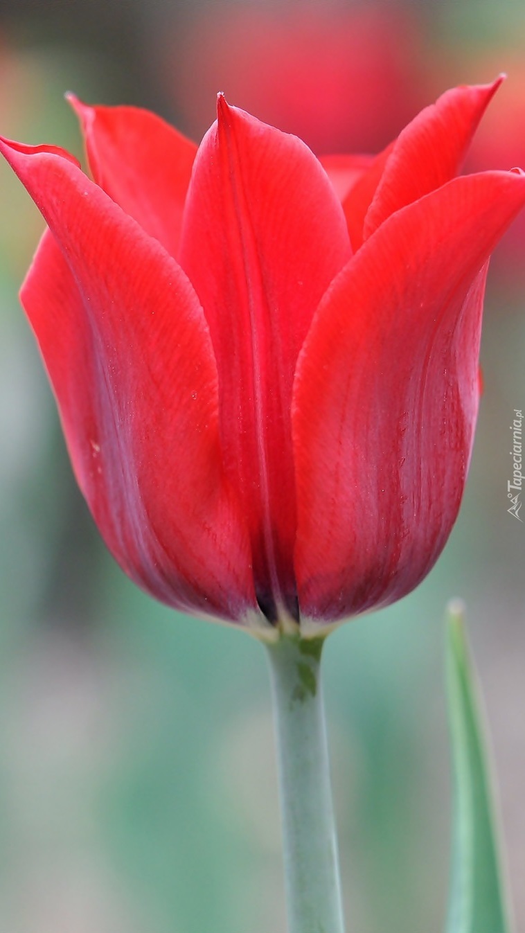 Rozwinięty tulipan na rozmytym tle