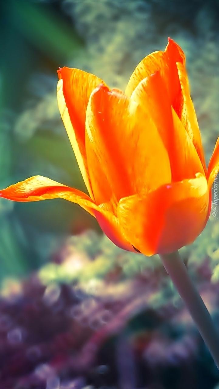 Rozwinięty tulipan