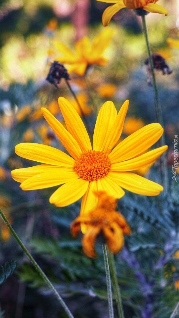 Rozwinięty żółty kwiat