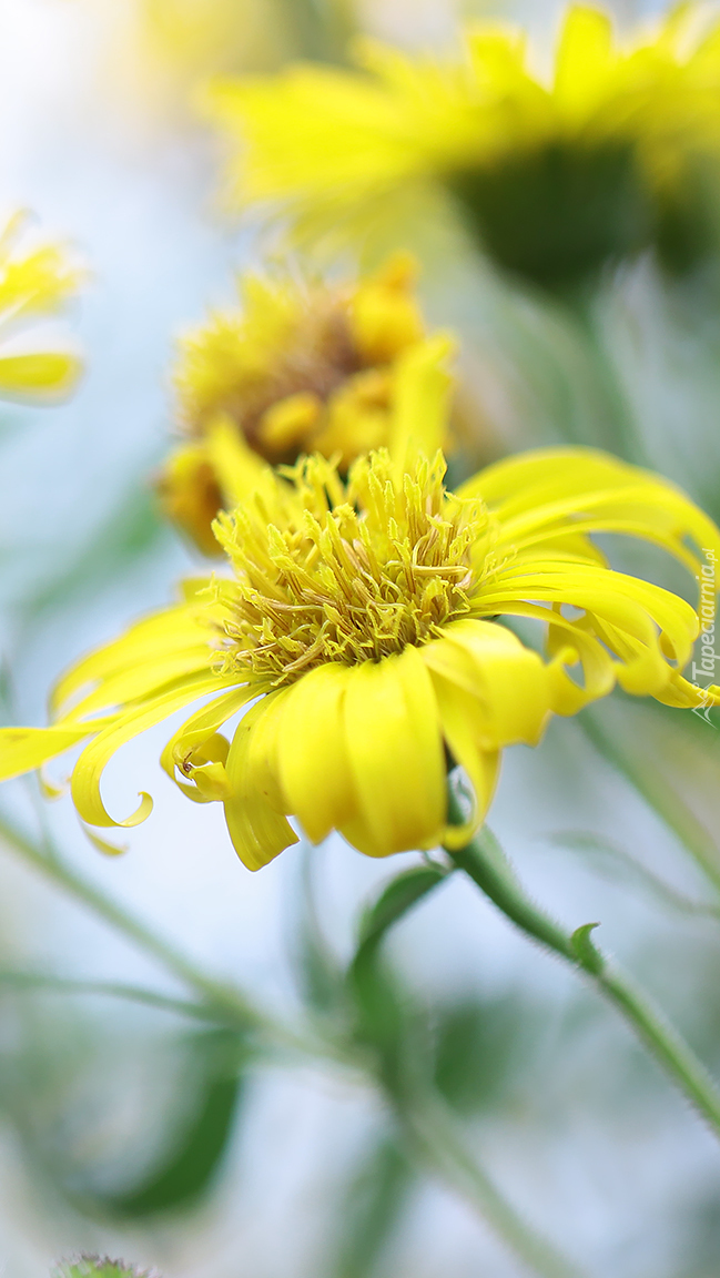 Rozwinięty żółty kwiat na rozmytym tle