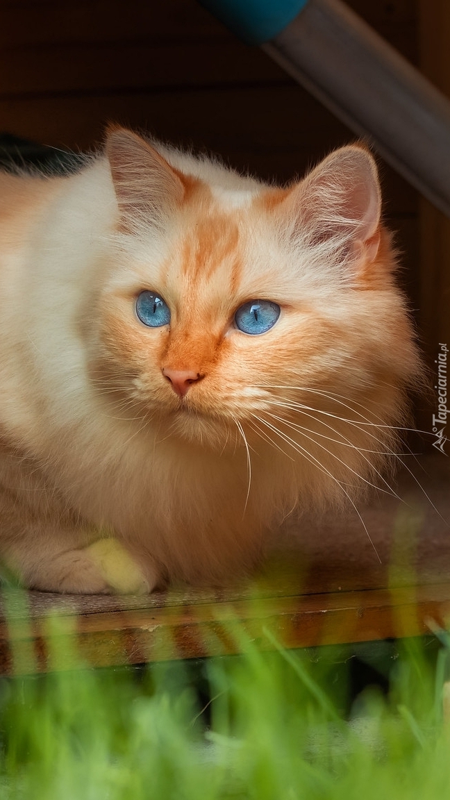 Rudawy błękitnooki kot