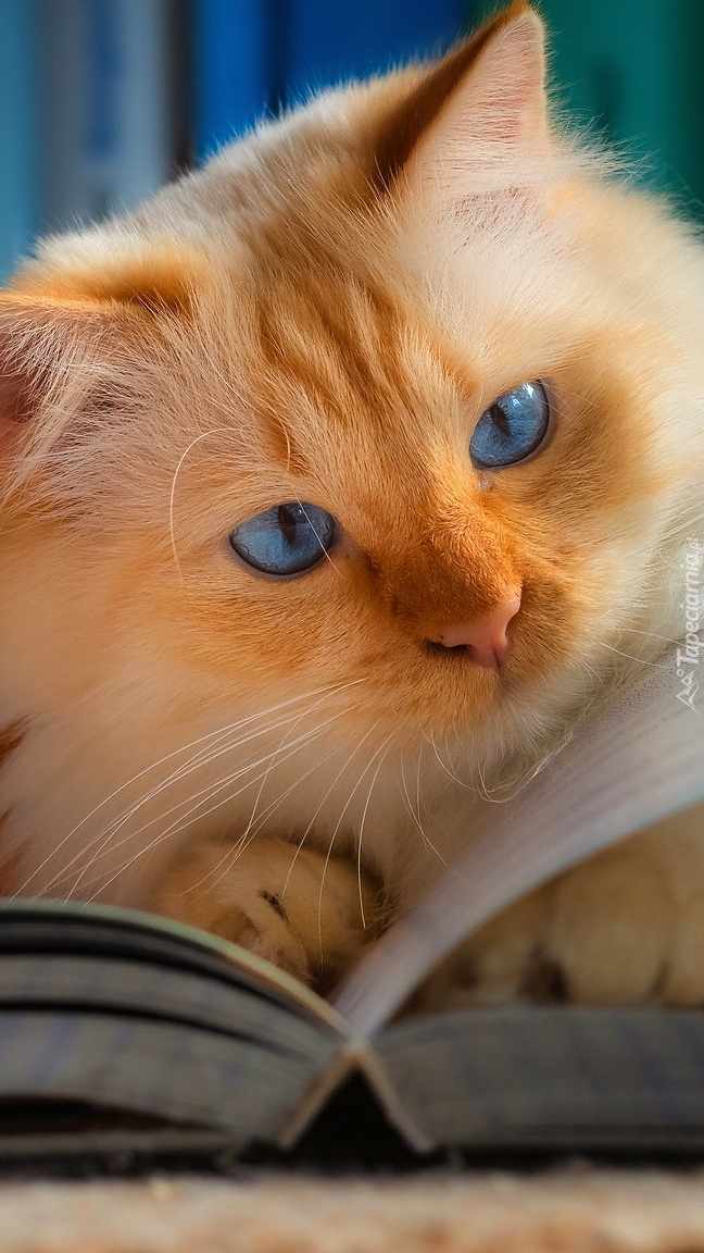 Rudawy kot nad książką