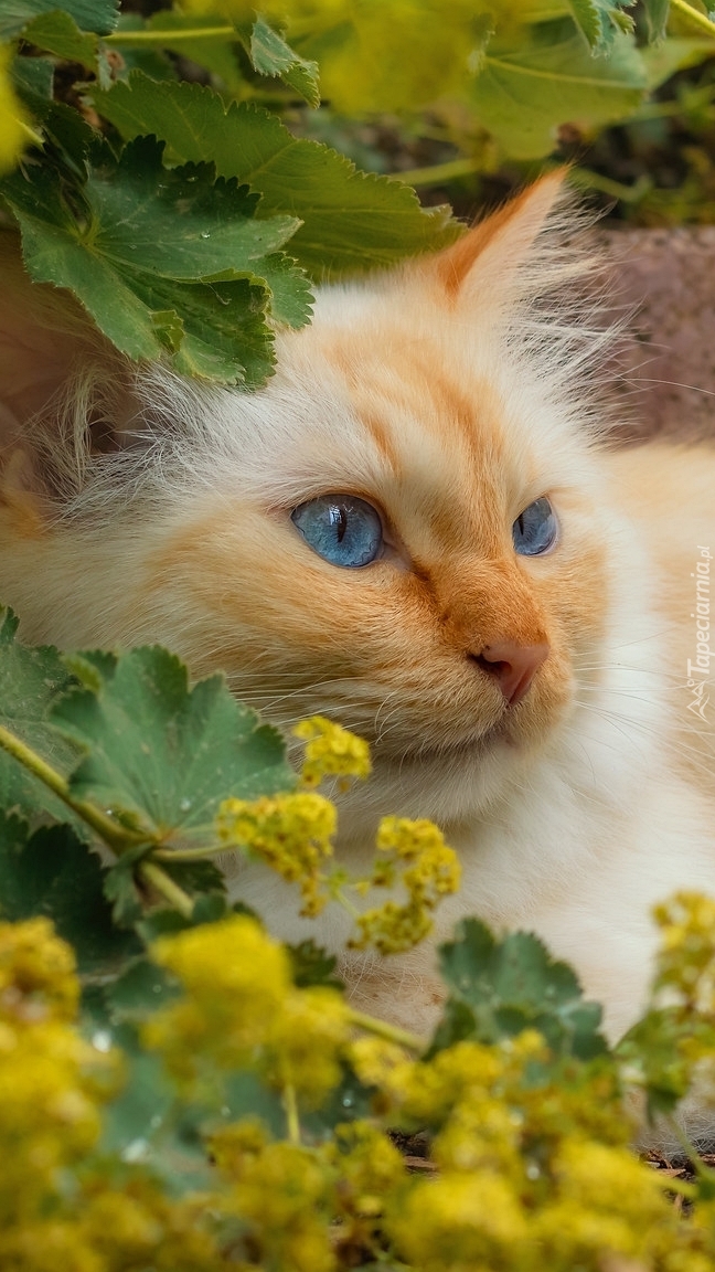 Rudawy kot pod krzewem