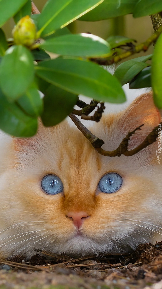 Rudawy kot pod liśćmi
