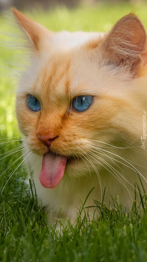 Rudawy kot z językiem