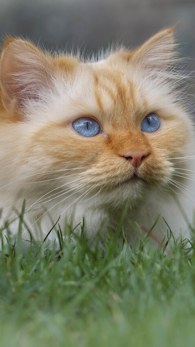 Rudawy kot z niebieskimi oczami w trawie