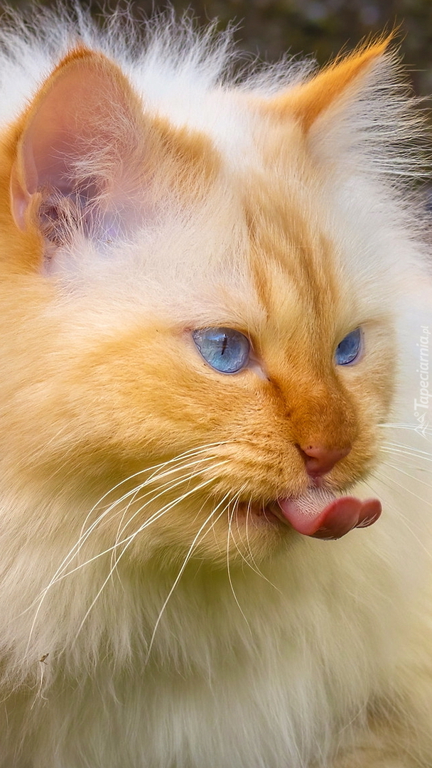 Rudawy kot z wystawionym językiem