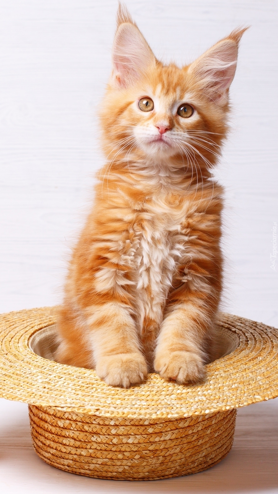 Rudawy kotek w słomianym kapeluszu