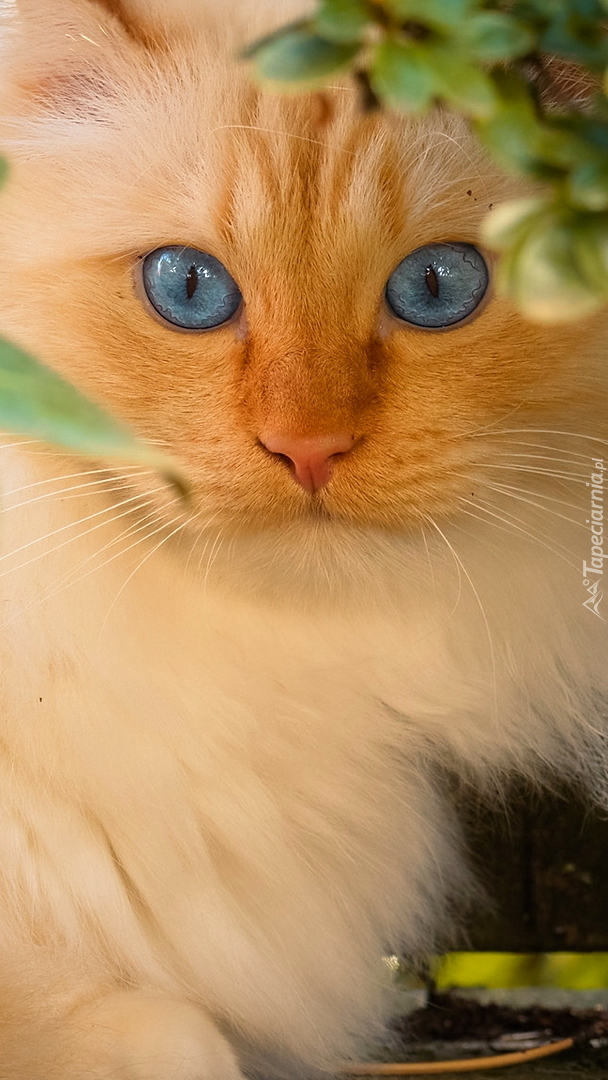 Rudawy niebieskooki kot pod liśćmi