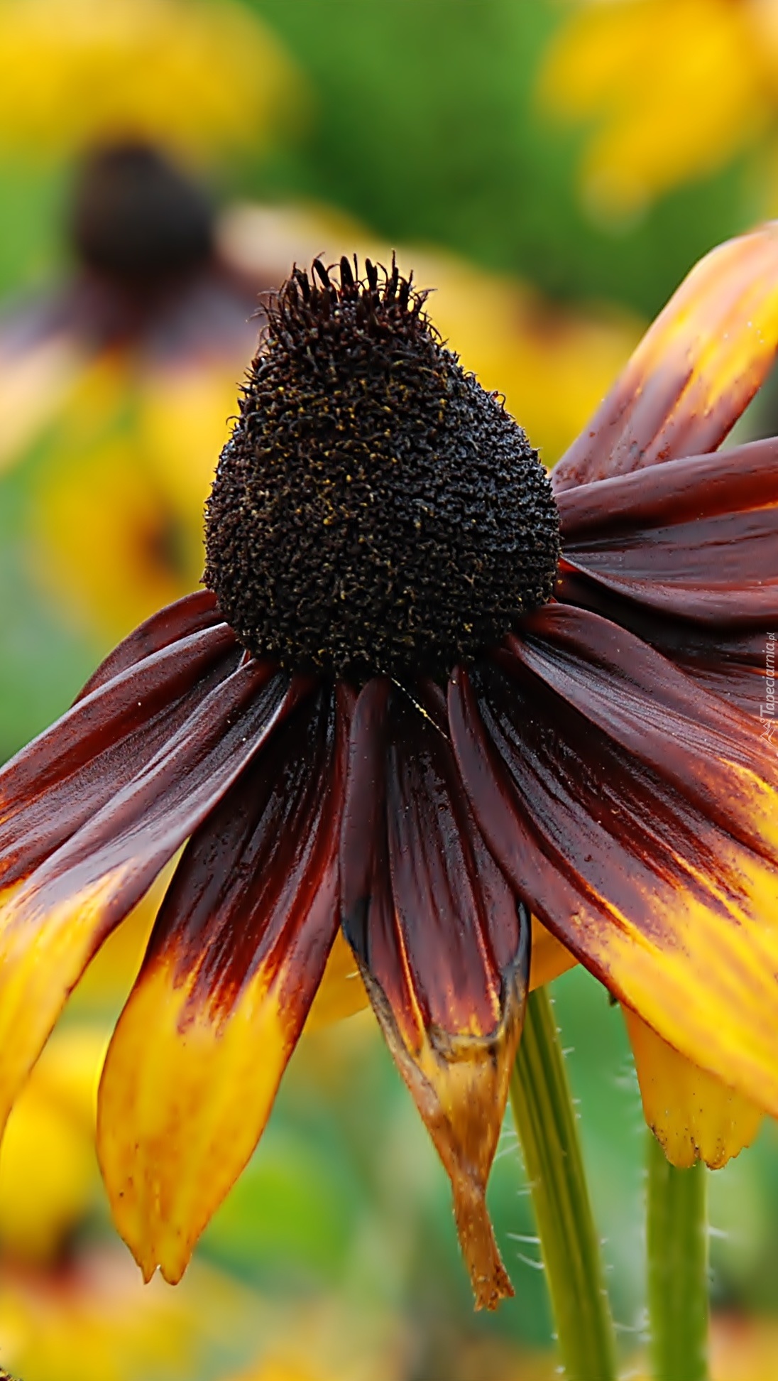 Rudbekia brązowo-żółta