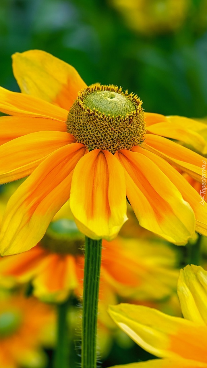 Rudbekia naga