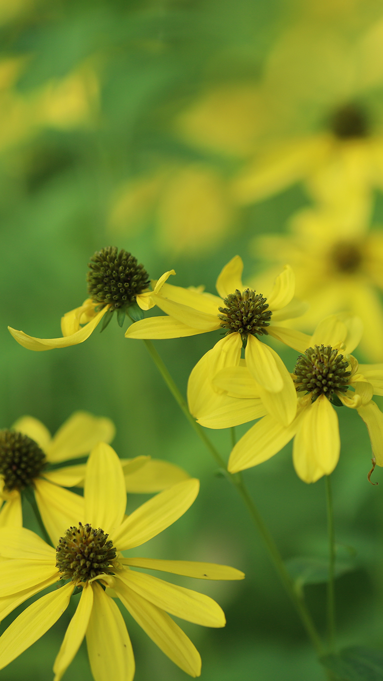 Rudbekia naga