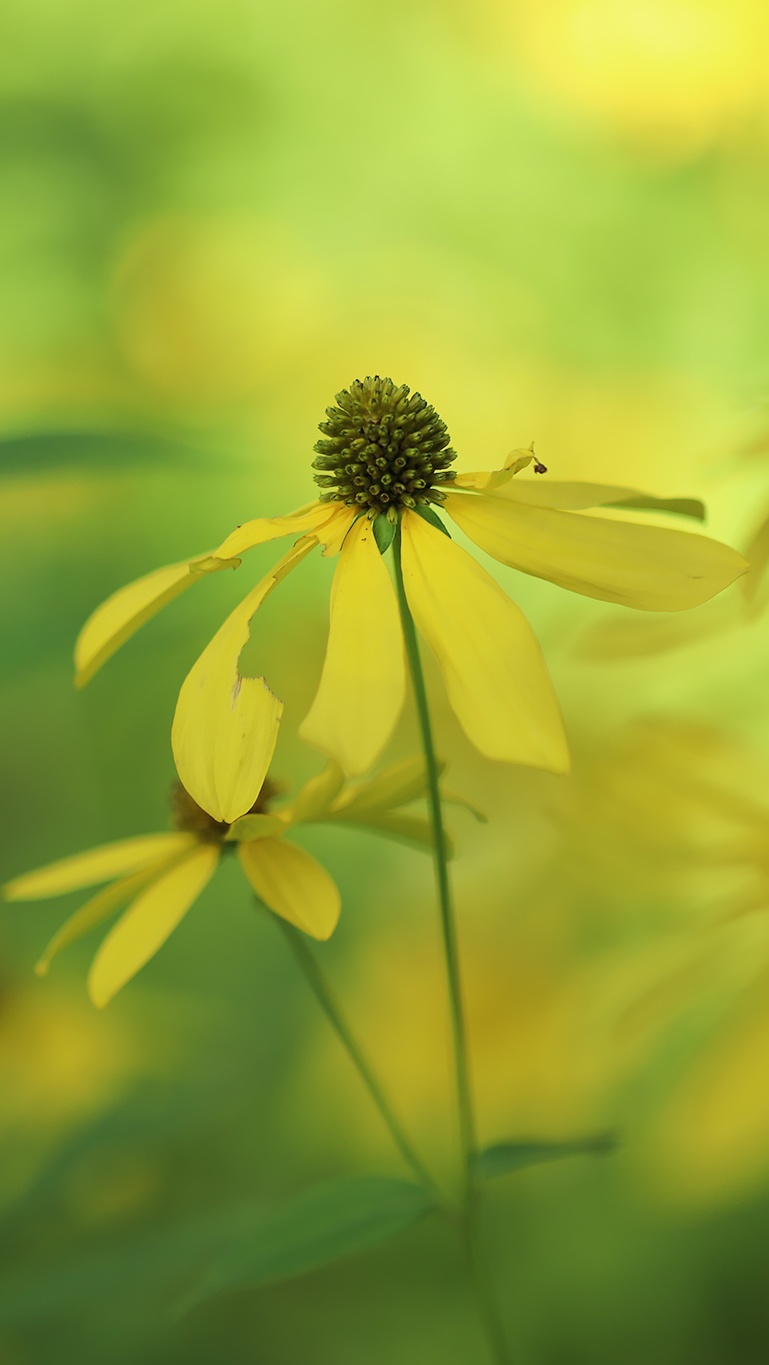 Rudbekia naga