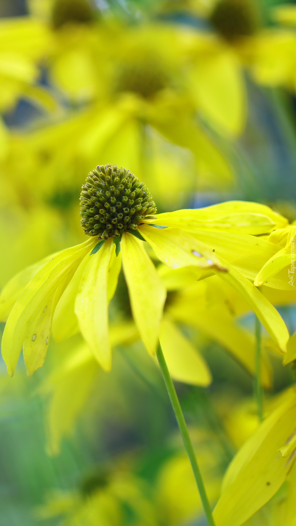 Rudbekia naga o żółtych płatkach