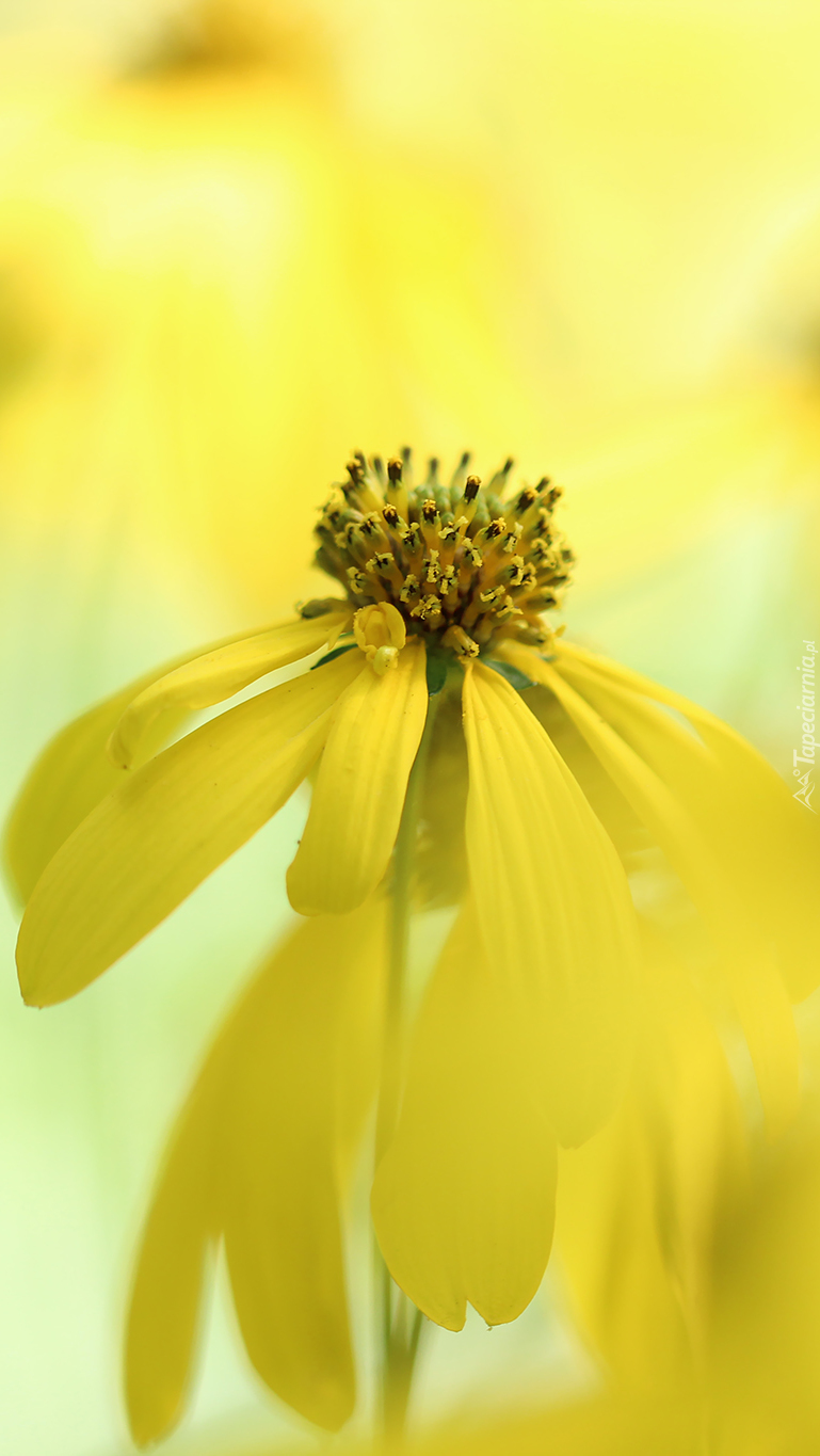 Rudbekia naga w zbliżeniu