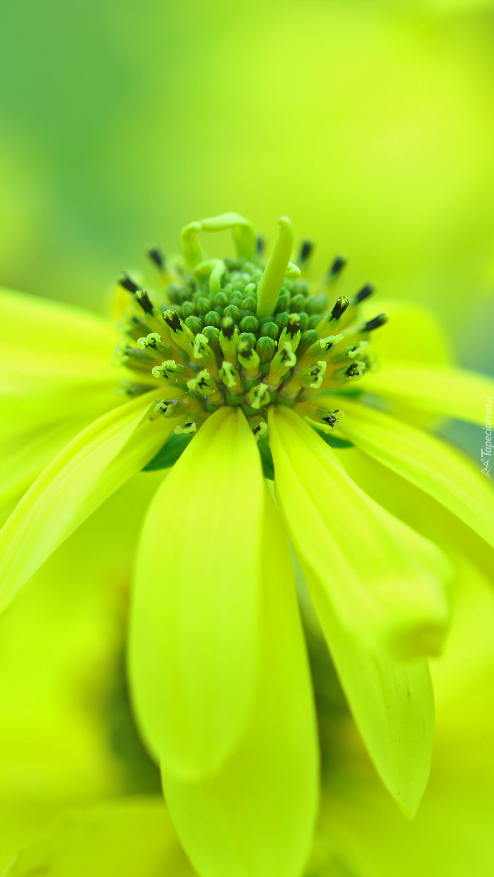 Rudbekia naga