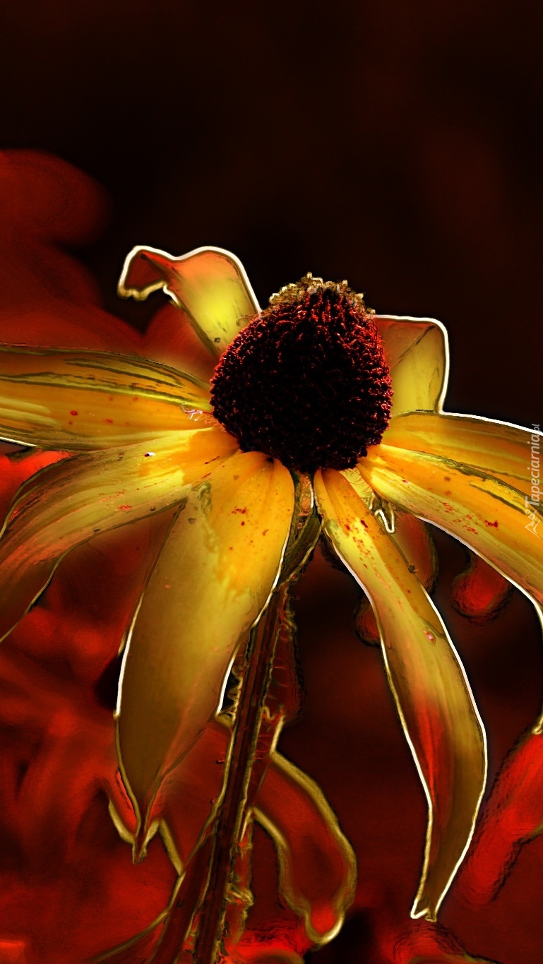 Rudbekia w grafice