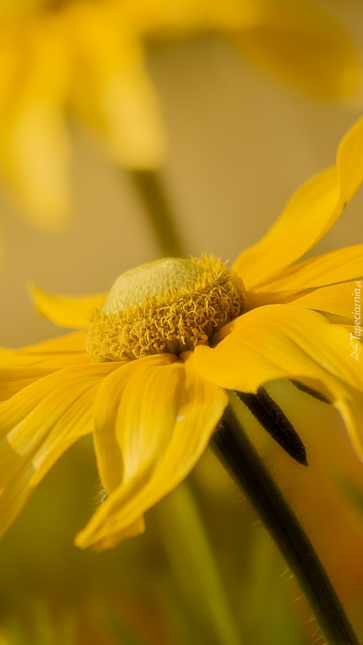 Rudbekia w zbliżeniu