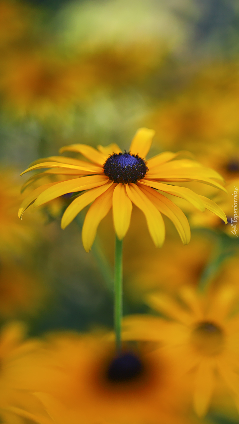 Rudbekia w zbliżeniu