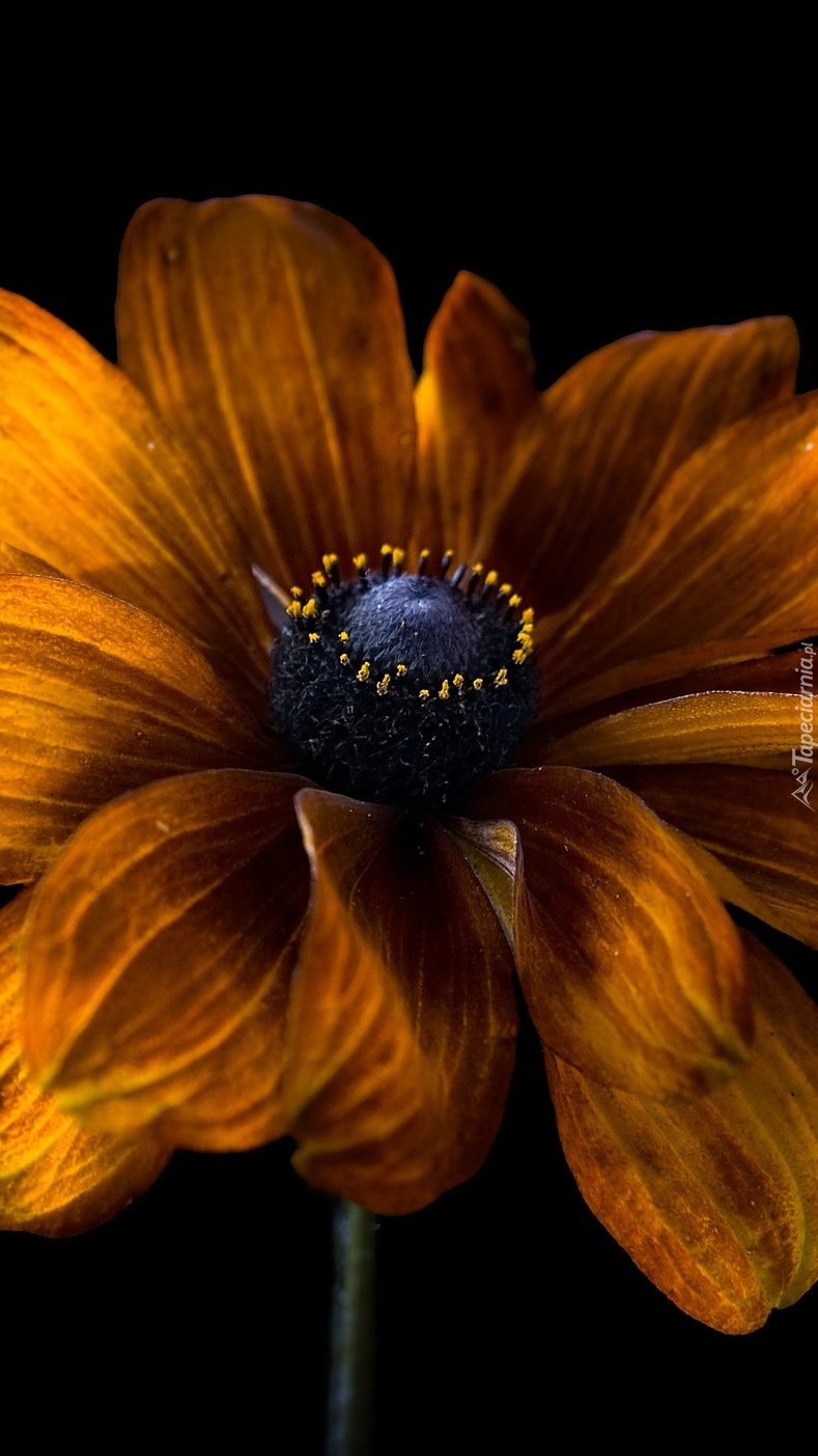 Rudbekia w zbliżeniu