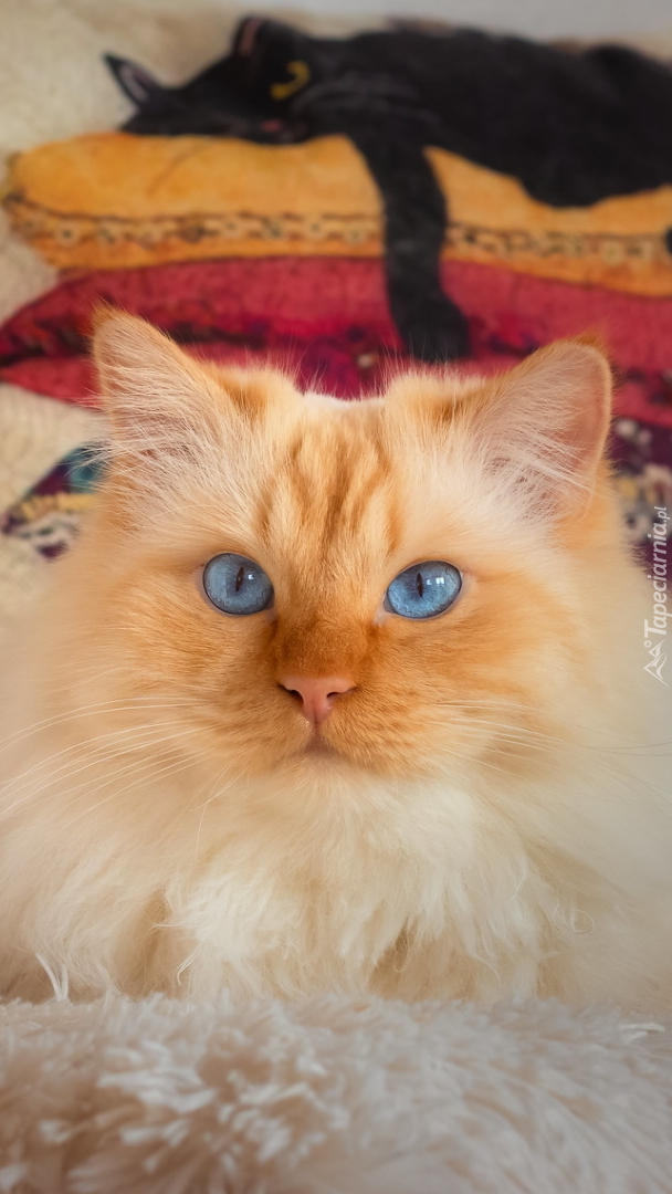 Rudo-biały niebieskooki kot