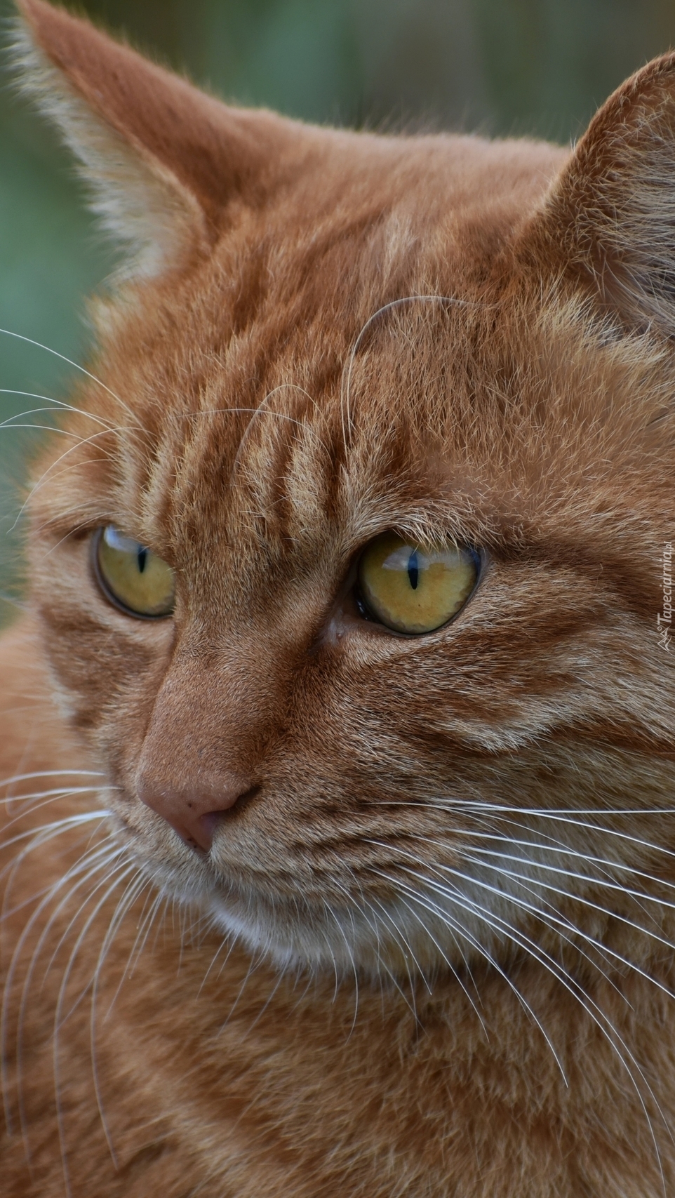 Породы кошек с рыжими глазами. Европейская короткошерстная табби рыжий. Рыжий кот. Рыжая кошка. Светло рыжая кошка.