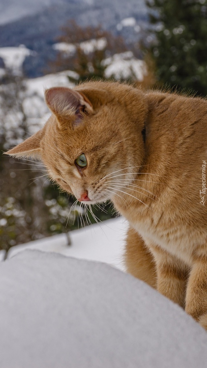 Rudy kot na śniegu