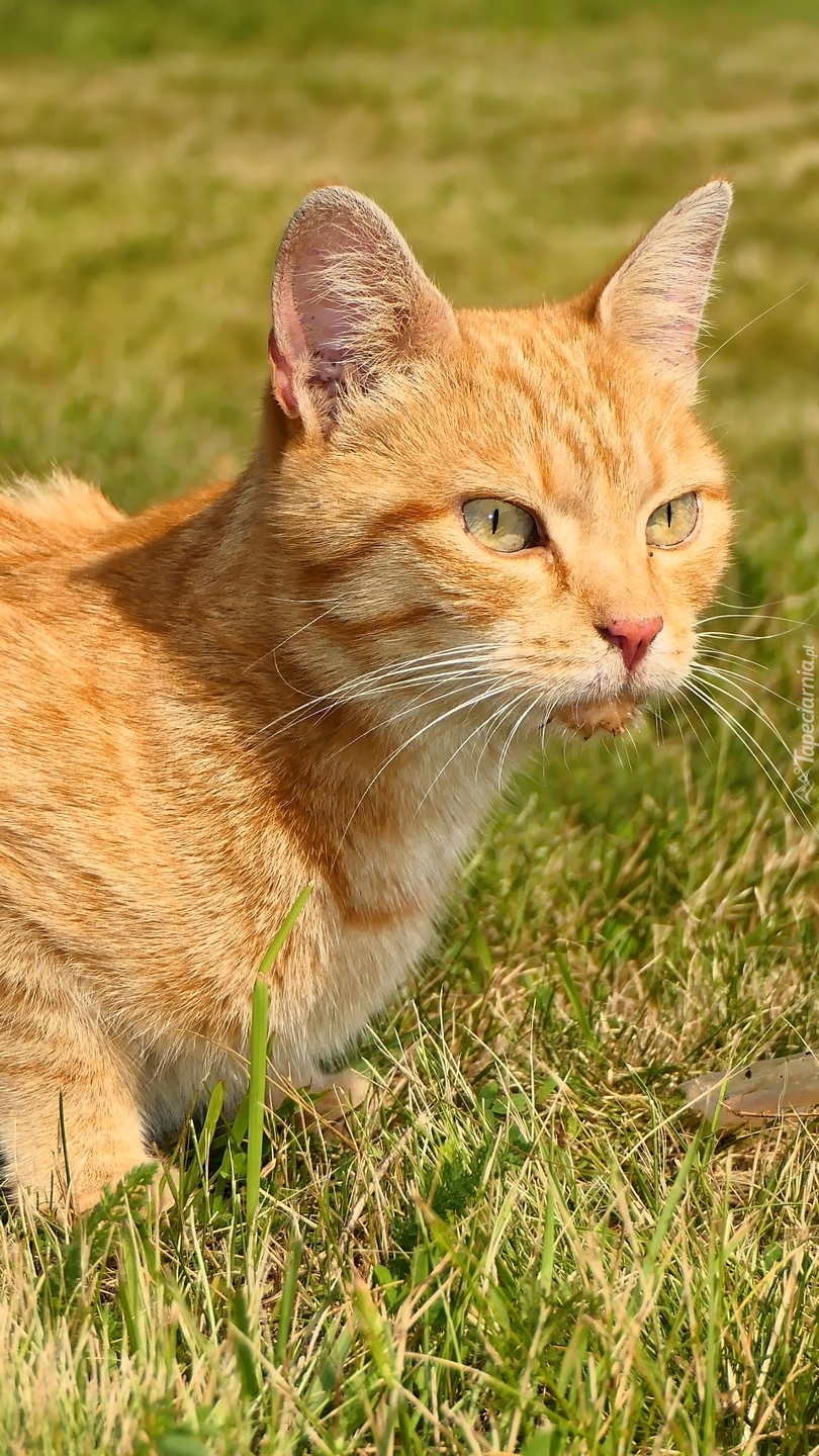 Rudy kot na trawie