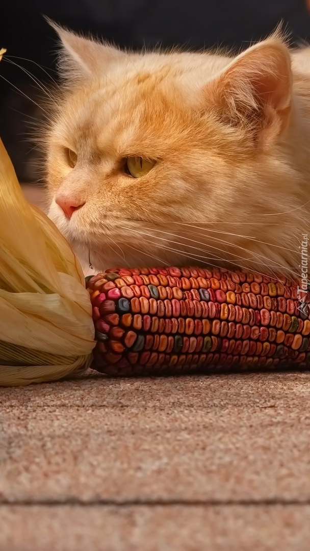 Rudy kot obok kukurydzy
