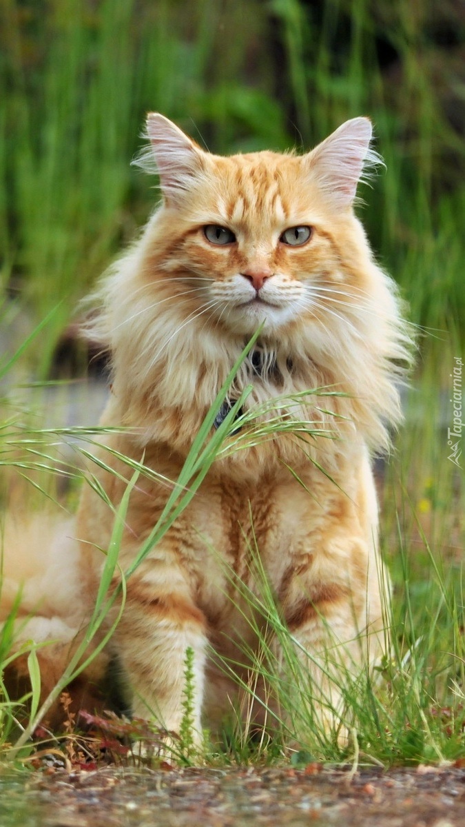 Rudy kot w trawie