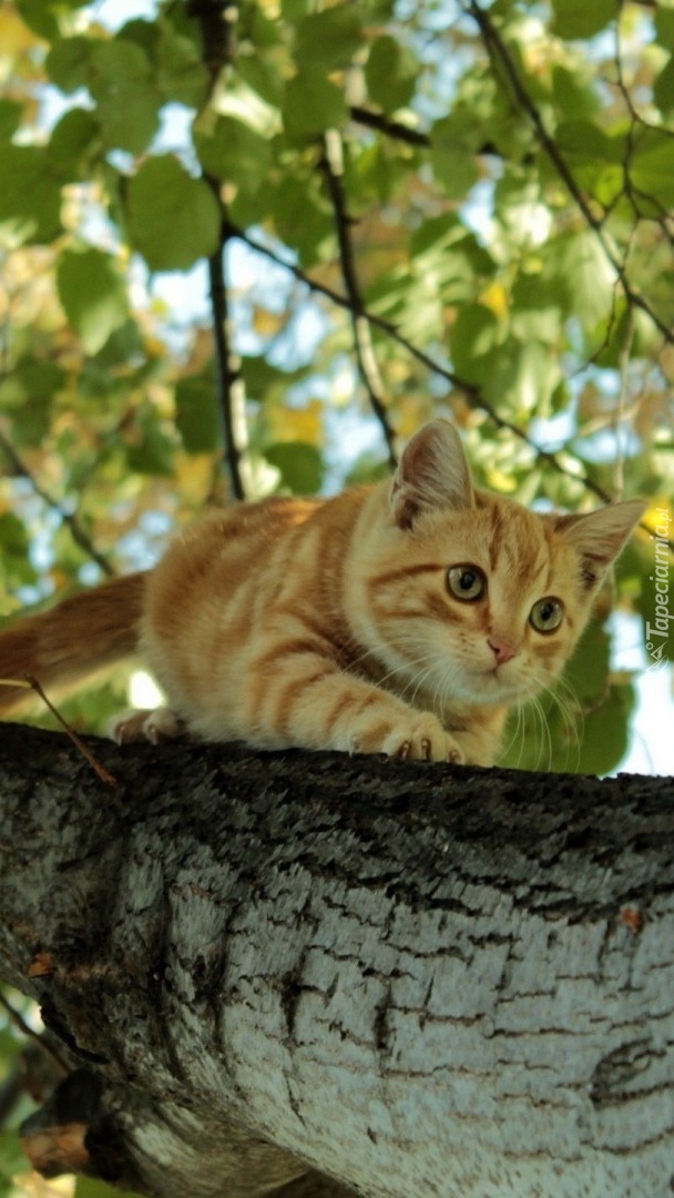 Rudy kotek na drzewie